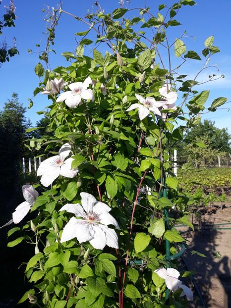  - 2019 clematis