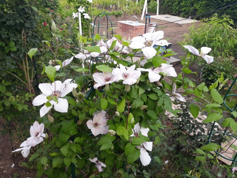  - 2019 clematis