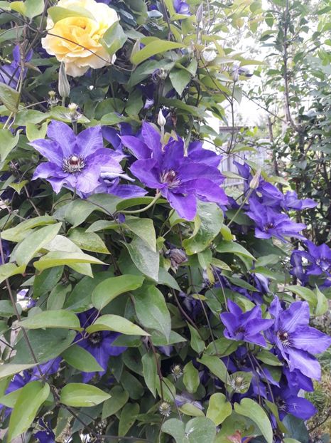  - 2019 clematis