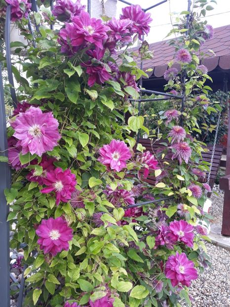  - 2019 clematis