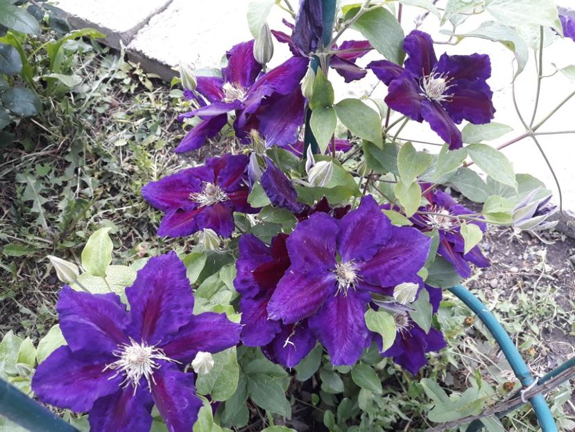  - 2019 clematis