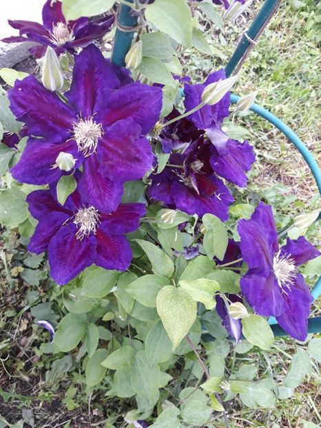 - 2019 clematis