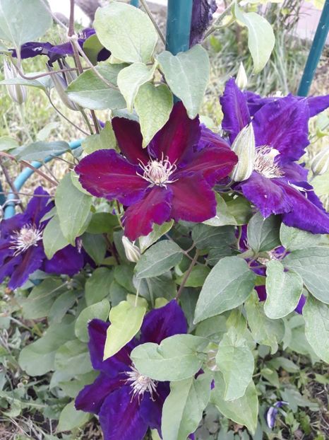  - 2019 clematis