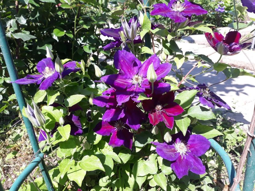  - 2019 clematis