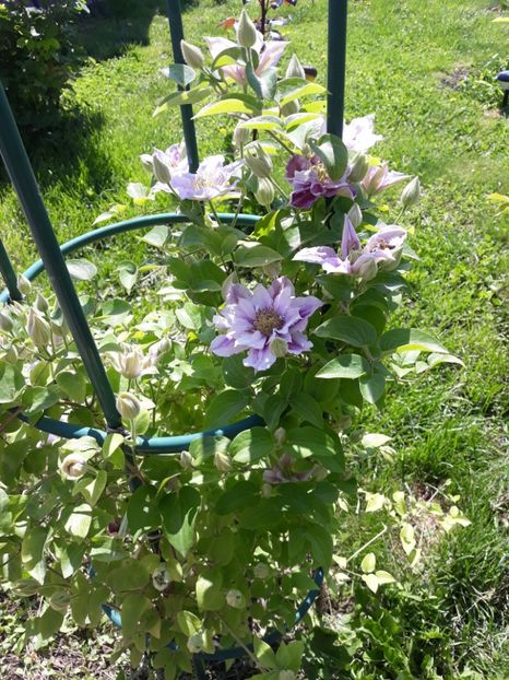  - 2019 clematis