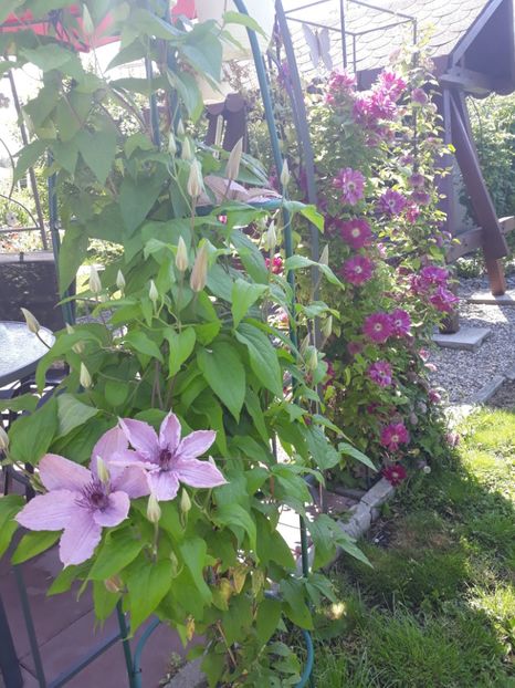  - 2019 clematis