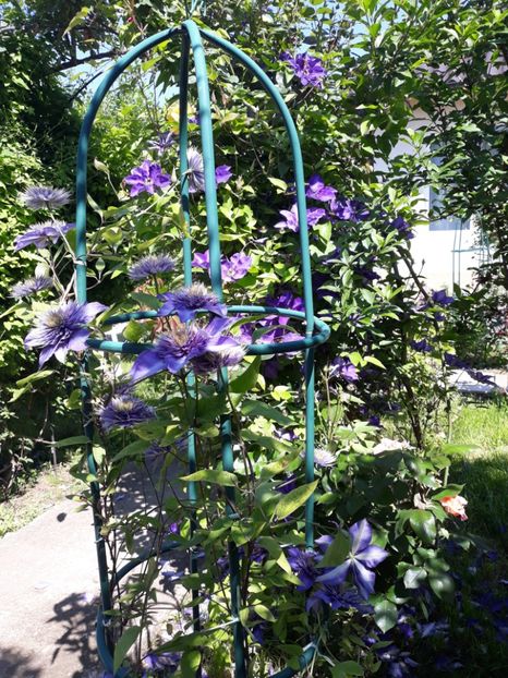  - 2019 clematis