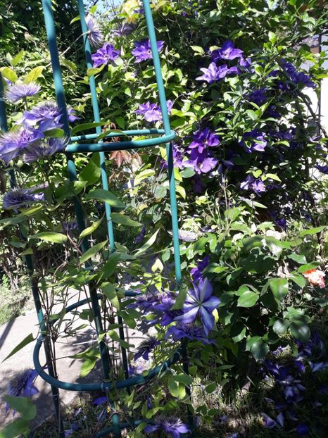  - 2019 clematis