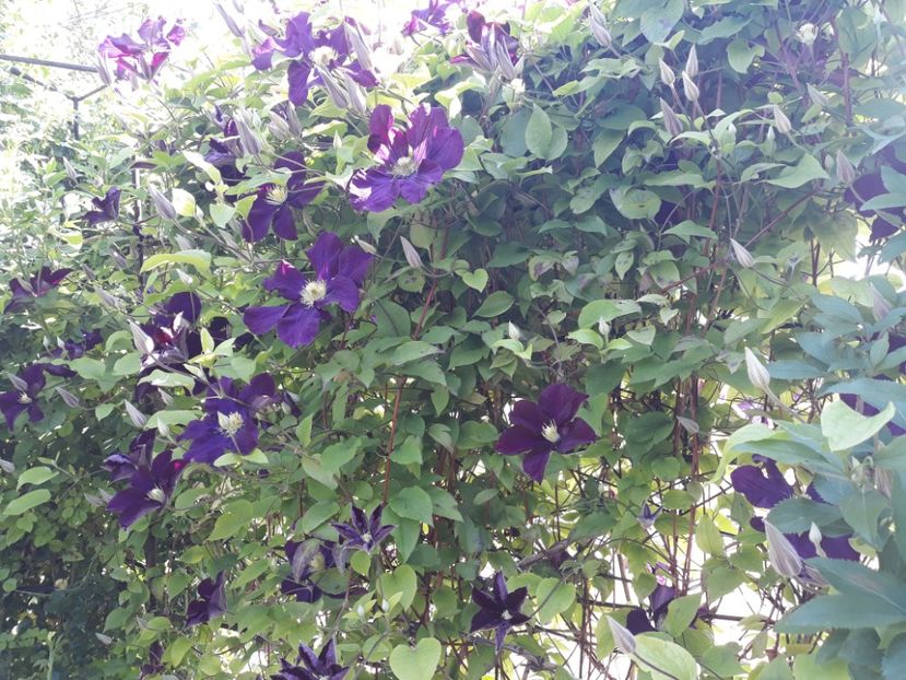  - 2019 clematis