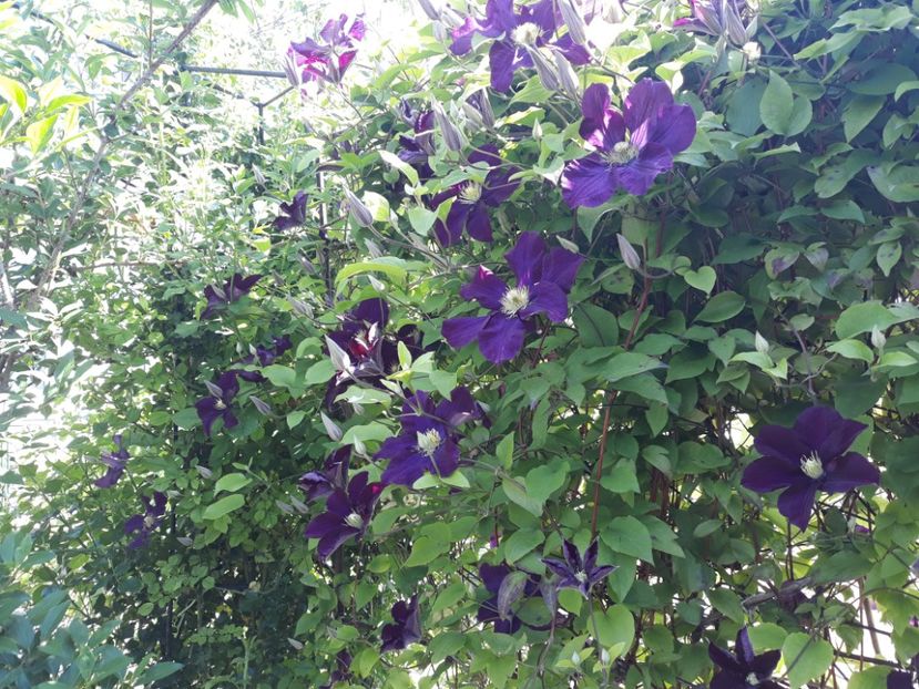  - 2019 clematis