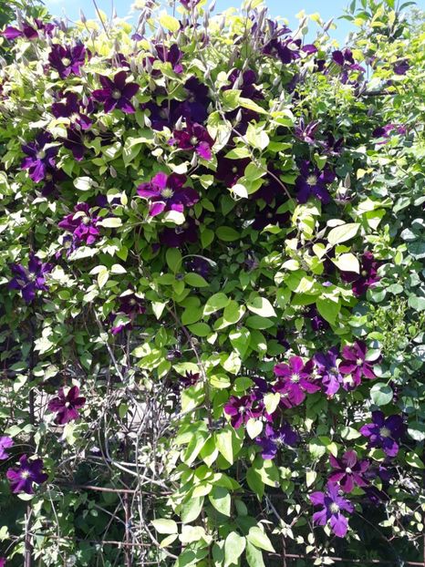  - 2019 clematis
