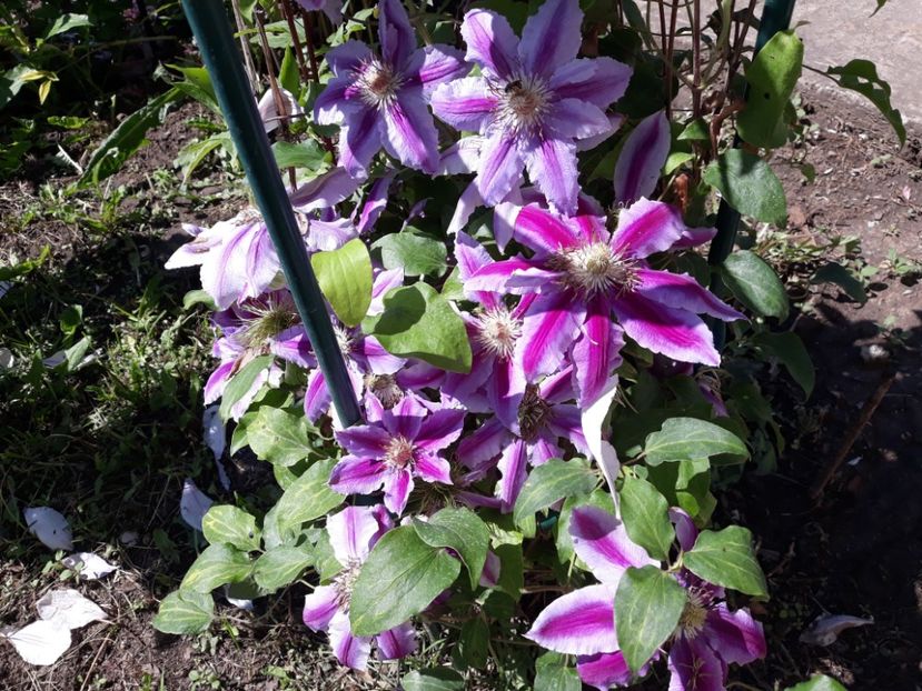  - 2019 clematis