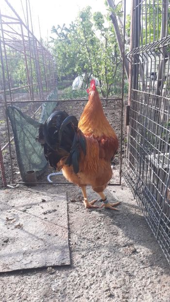 Cocos New Hampshire - 2019 New Hampshire