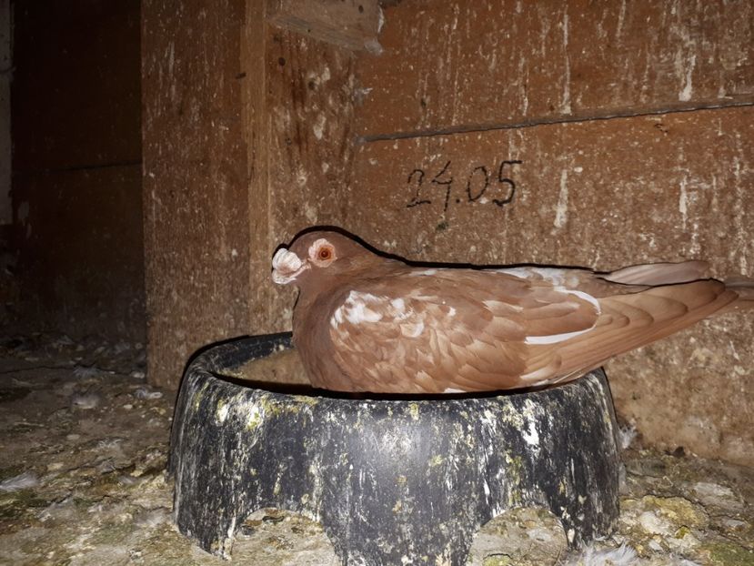 F vîndută - I _ carunculați 2019