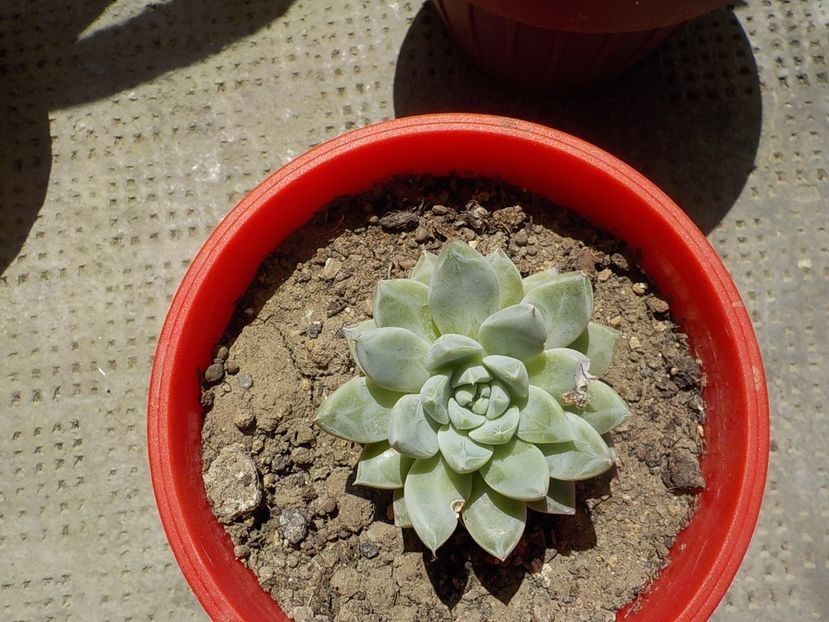  - Genul Echeveria