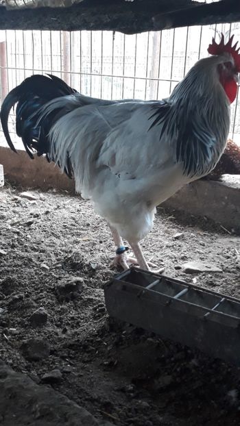 Cocos Sussex Herminat Deschis - 2019 Sussex