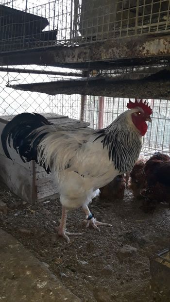 Cocos Sussex Herminat Deschis - 2019 Sussex