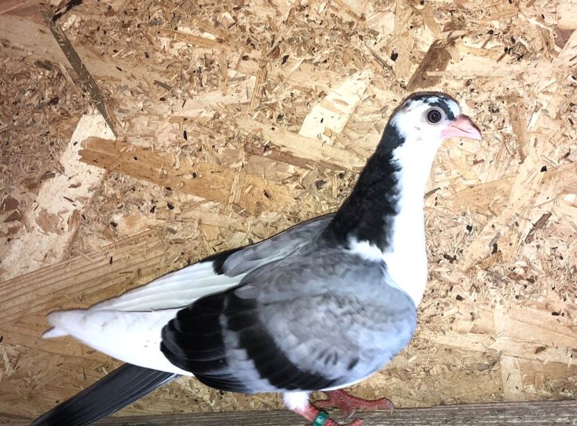  - 02 de prin volieră