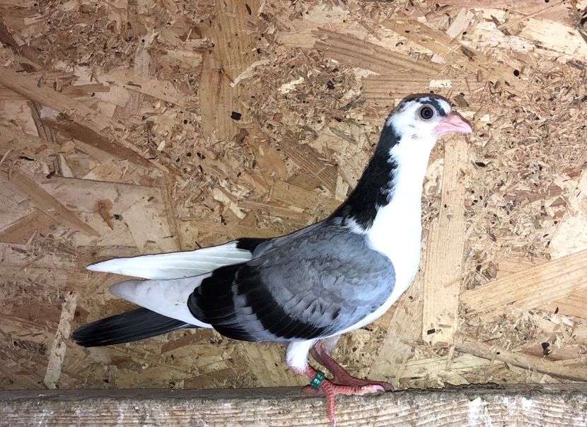  - 02 de prin volieră