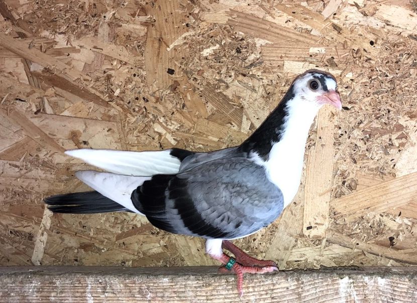  - 02 de prin volieră