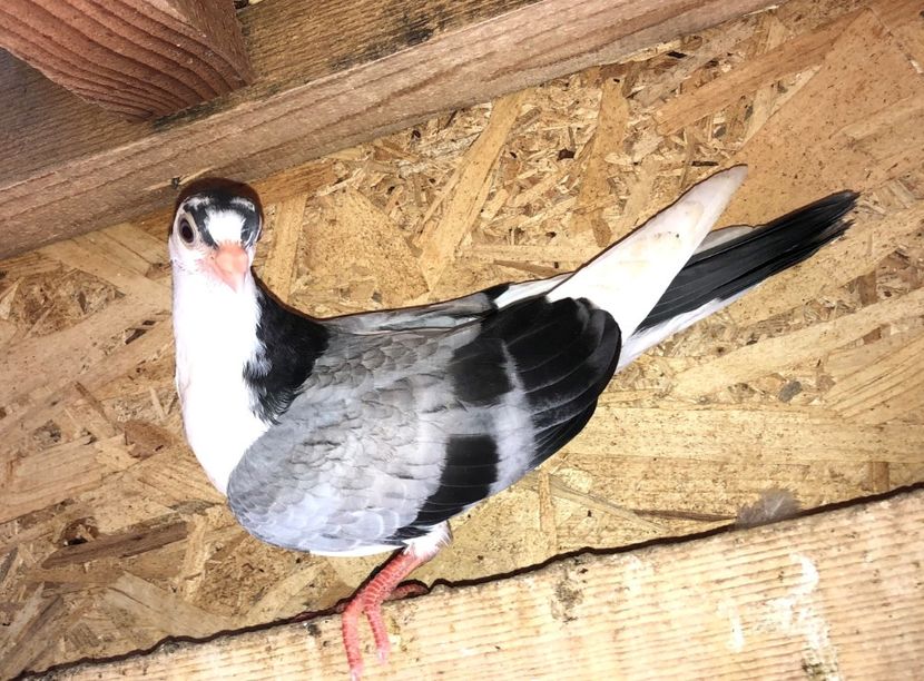  - 02 de prin volieră