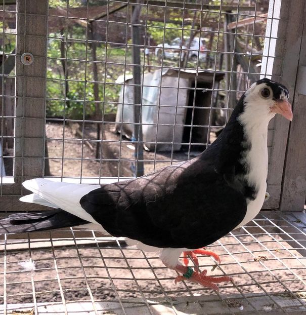  - 02 de prin volieră