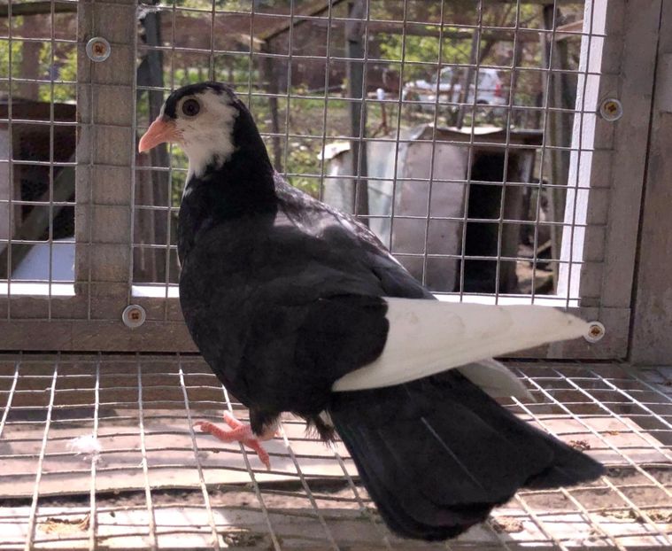  - 02 de prin volieră