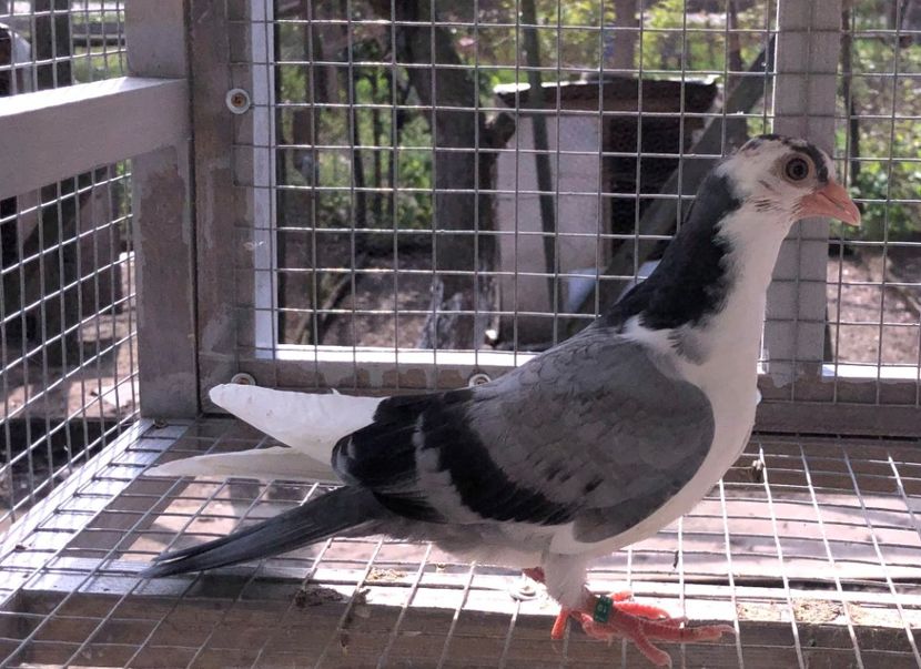  - 02 de prin volieră