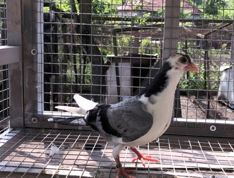  - 02 de prin volieră