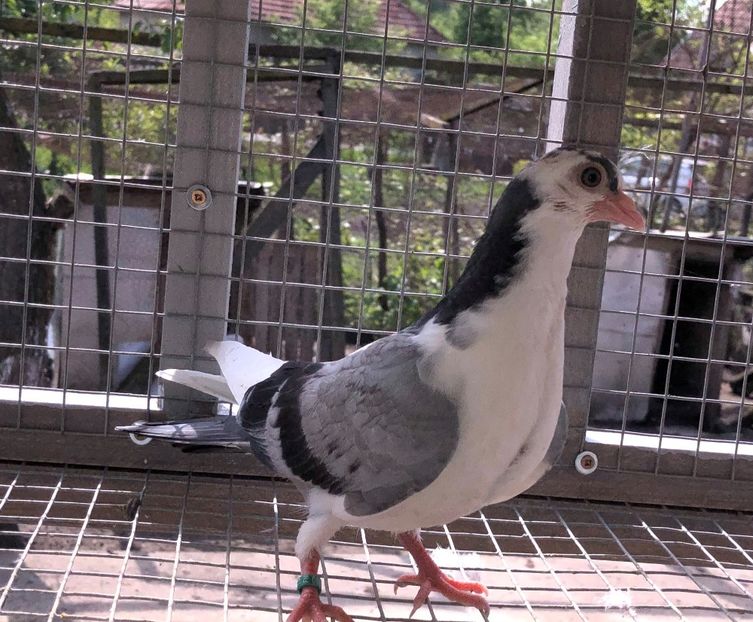  - 02 de prin volieră