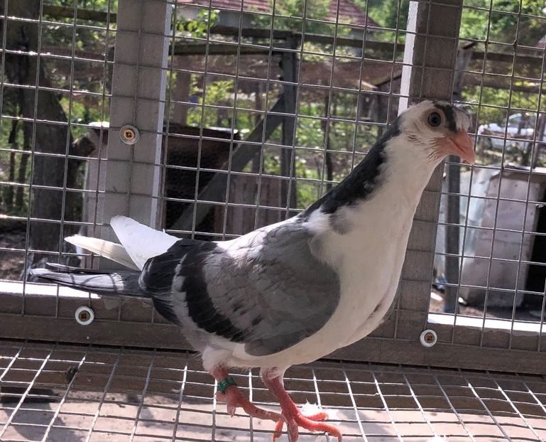  - 02 de prin volieră