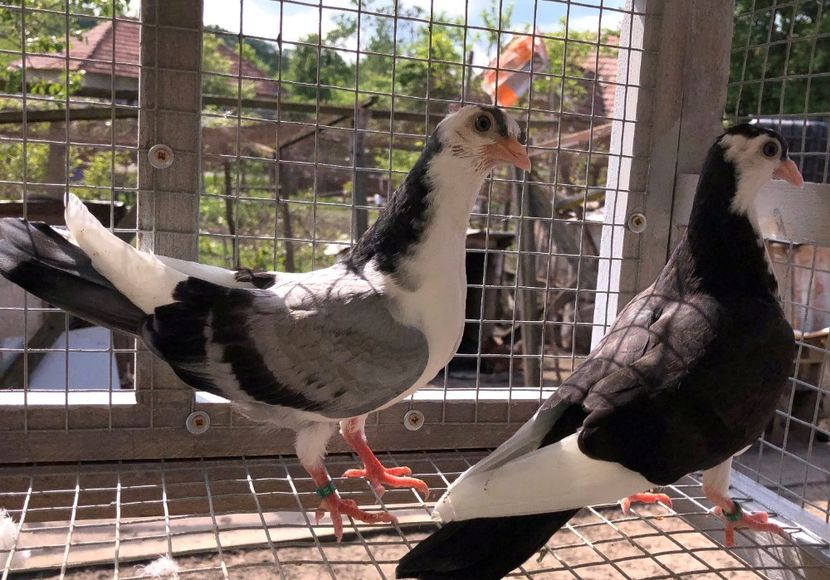  - 02 de prin volieră