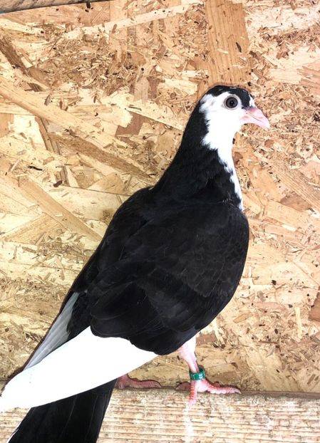  - 02 de prin volieră