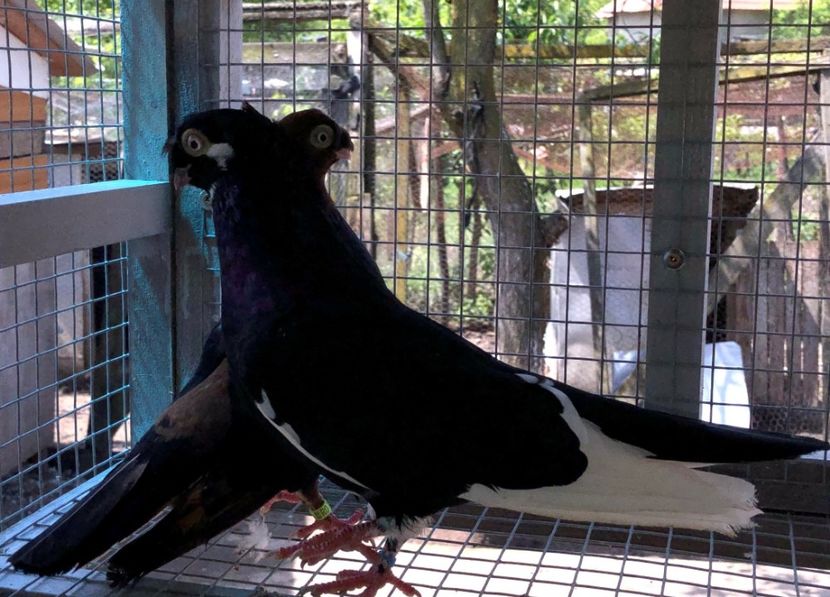  - 02 de prin volieră