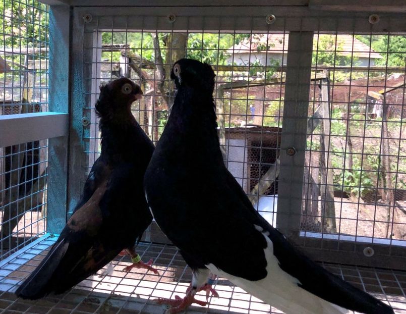  - 02 de prin volieră