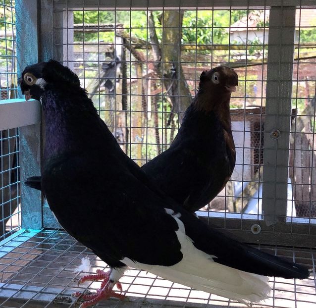  - 02 de prin volieră