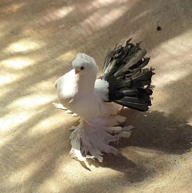  - Omsk si Nordcaucazieni 2019