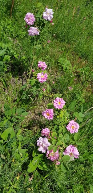 Kazanlik - Trandafiri 2019