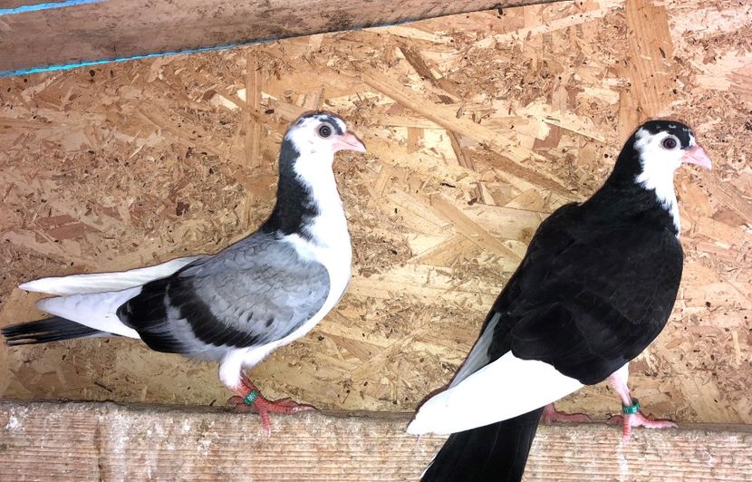  - 02 de prin volieră