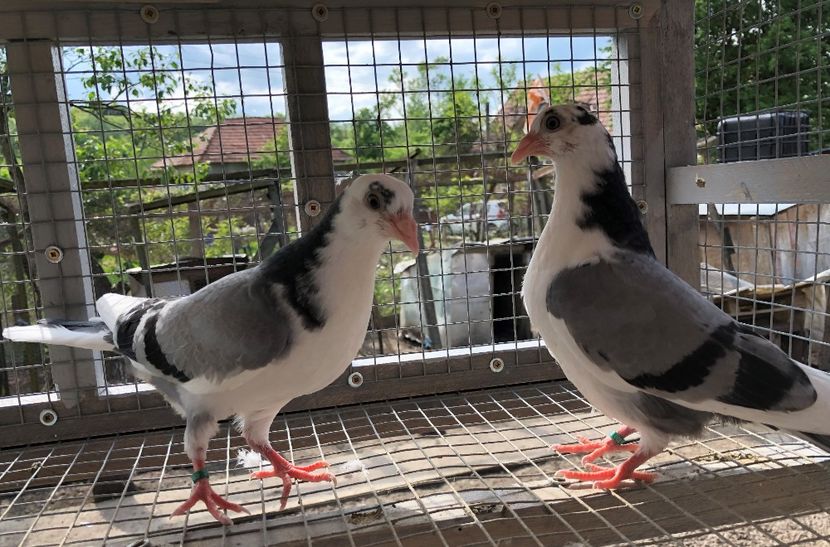  - 02 de prin volieră