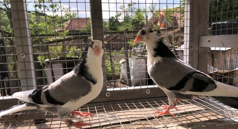  - 02 de prin volieră