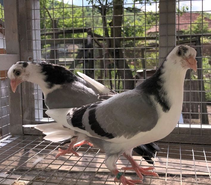  - 02 de prin volieră