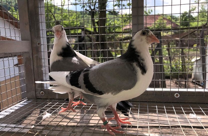  - 02 de prin volieră