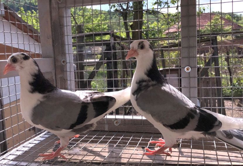  - 02 de prin volieră