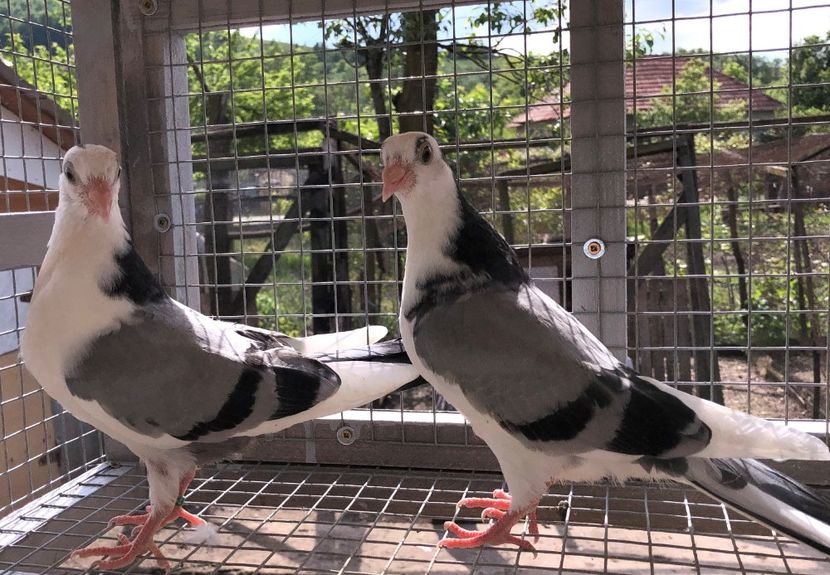  - 02 de prin volieră