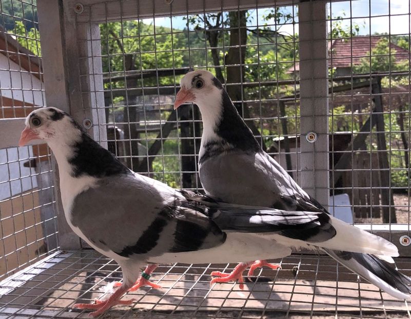  - 02 de prin volieră