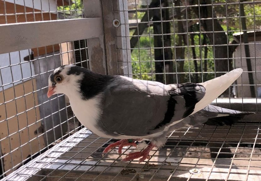  - 02 de prin volieră