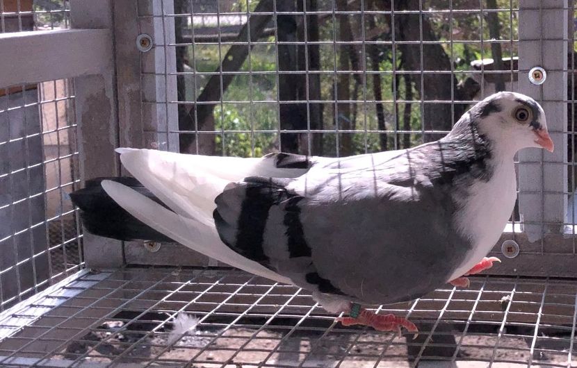  - 02 de prin volieră