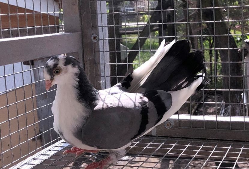  - 02 de prin volieră