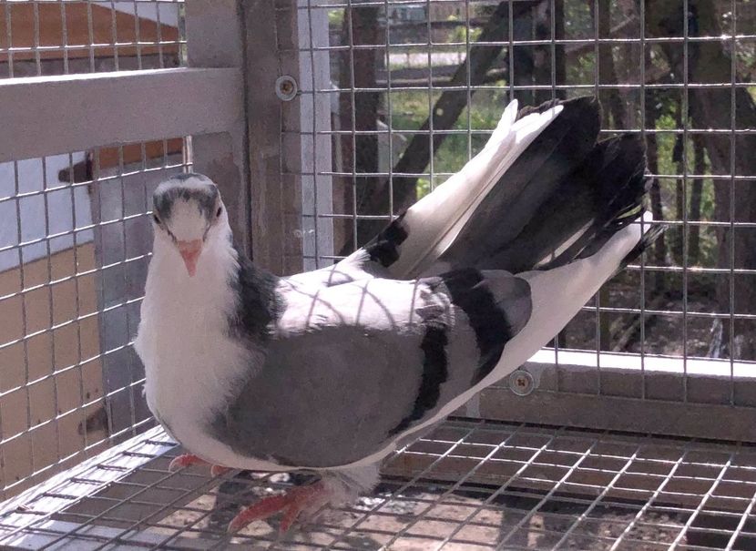  - 02 de prin volieră